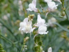 Linaria nivea
