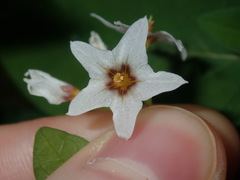 Solanum chenopodioides