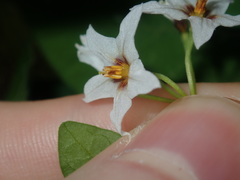 Solanum chenopodioides