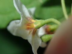 Solanum chenopodioides