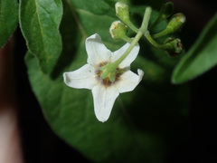 Solanum chenopodioides
