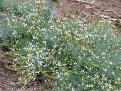 Linaria nivea