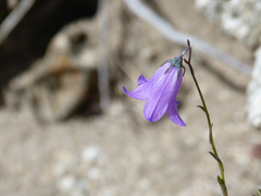 Campanula herminii