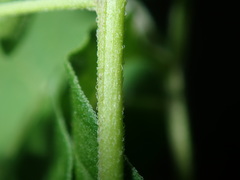 Solanum chenopodioides