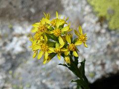Senecio doria