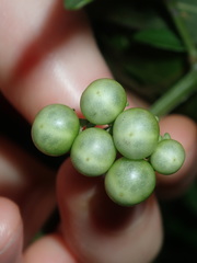 Solanum chenopodioides
