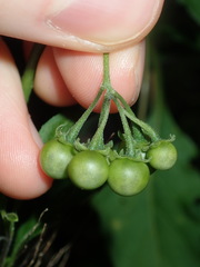 Solanum chenopodioides