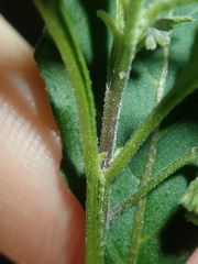 Solanum chenopodioides