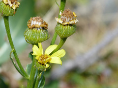 Senecio pyrenaicus
