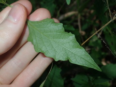 Solanum chenopodioides
