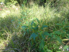 Solanum chenopodioides