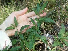 Solanum chenopodioides