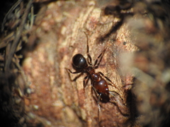 Papyrius nitidus