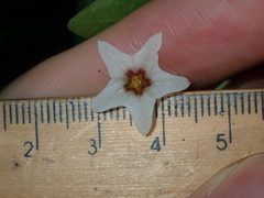 Solanum chenopodioides