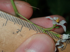 Solanum chenopodioides