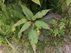 Impatiens edgeworthii