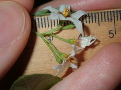 Solanum chenopodioides