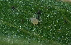Tydeidae