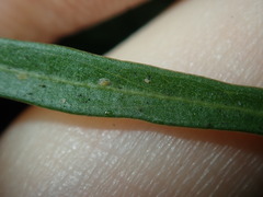 Tydeidae