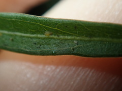 Tydeidae