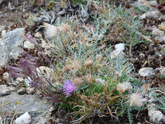Jurinea humilis