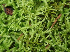 Thuidiopsis