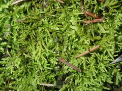 Thuidiopsis