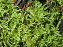 Thuidiopsis