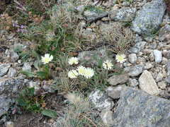 Pilosella castellana
