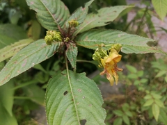Impatiens edgeworthii