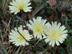 Pilosella castellana