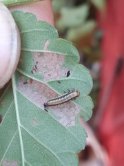 Xanthogaleruca luteola