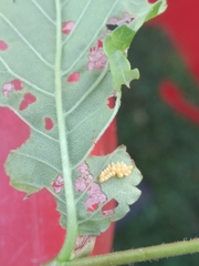 Xanthogaleruca luteola