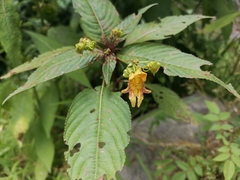 Impatiens edgeworthii