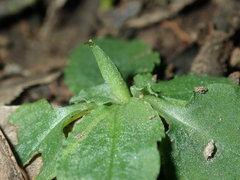 Pterostylis oblonga