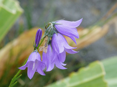 Campanula herminii