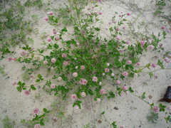 Trifolium hybridum elegans