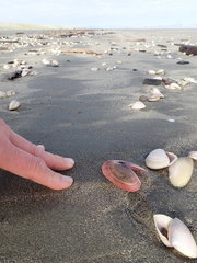 Gari lineolata