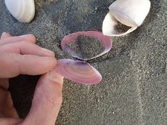 Gari lineolata