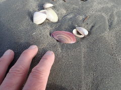 Gari lineolata