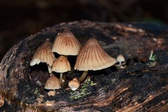 Mycena subgalericulata