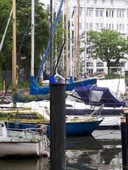 Chroicocephalus ridibundus