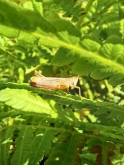 Chorthippus apricarius