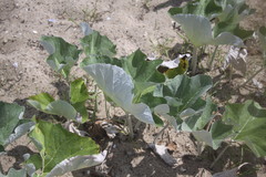 Petasites spurius