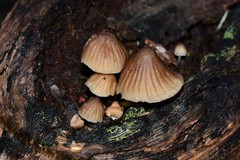 Mycena subgalericulata