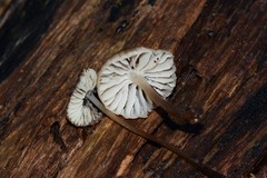 Mycena subgalericulata