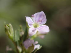 Veronica anagalloides