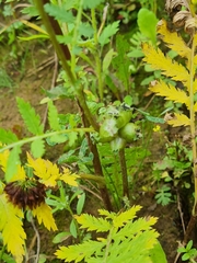 Rhopalomyia tanaceticola