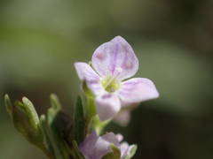 Veronica anagalloides