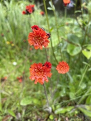 Hieracium rubiginosum